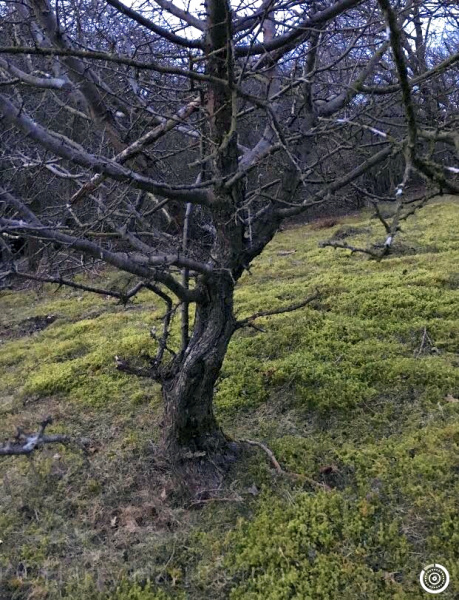 hawthorn yamadori for bonsai